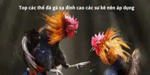 Thế Đá Gà Xạ