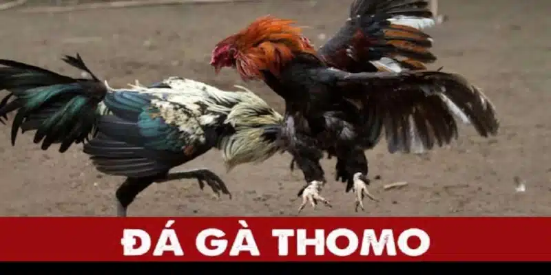 Thông tin về đá gà Thomo