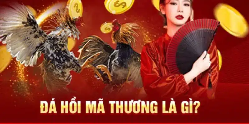 Đặc điểm nhận diện chiến kê có thể đá gà hồi mã thương